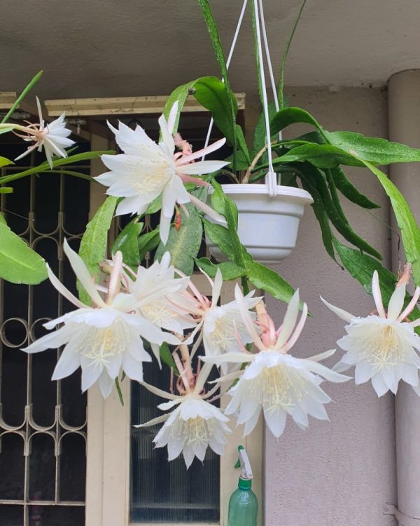 曇花（Epiphyllum oxypetalum）：圖片 3