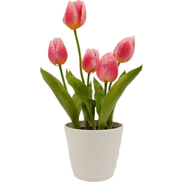 鬱金香（Tulipa spp.）：圖片 3