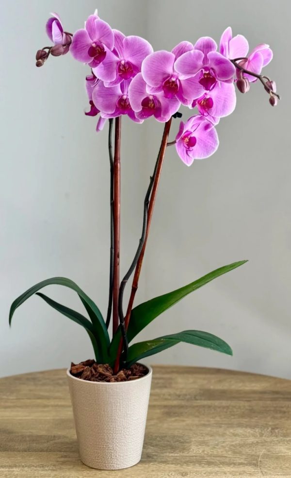蝴蝶蘭（Phalaenopsis）：圖片 3