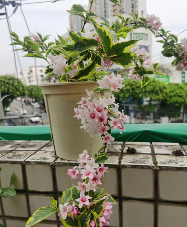 錦帶花（Weigela florida）：圖片 3