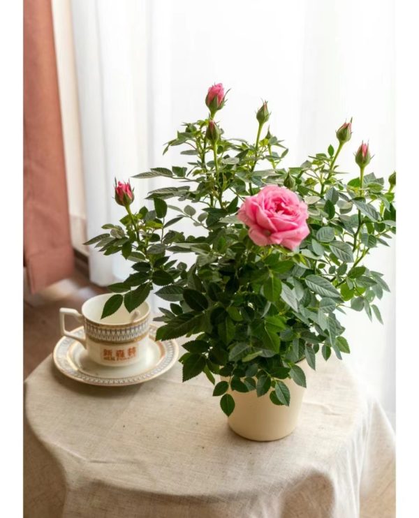 蔓性玫瑰（薔薇、Rosa multiflora）：圖片 3