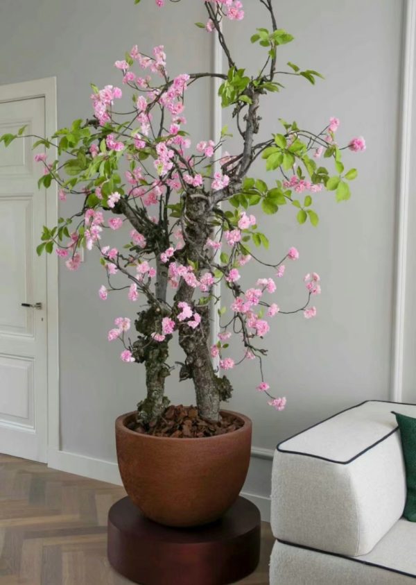 櫻花（Prunus spp.）：圖片 3