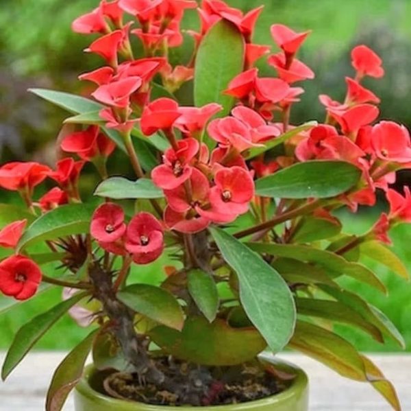 麒麟花（虎刺梅、Euphorbia milii）：圖片 3