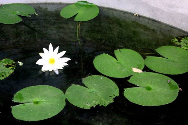 睡蓮（蓮花、Nymphaea spp.）：圖片 3