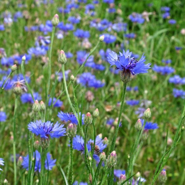 矢車菊（藍盆花、Centaurea cyanus）：圖片 4