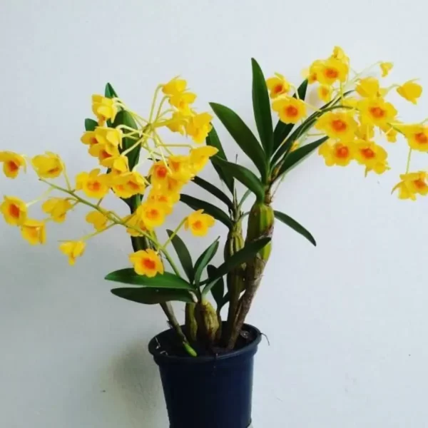 石斛蘭（Dendrobium）：圖片 3