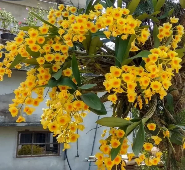 石斛蘭（Dendrobium）：圖片 4
