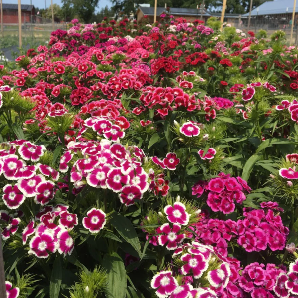 石竹（Dianthus）：圖片 4