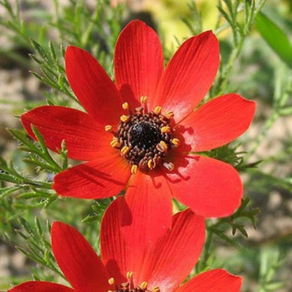 春側金盞花（福壽花、Adonis vernalis）