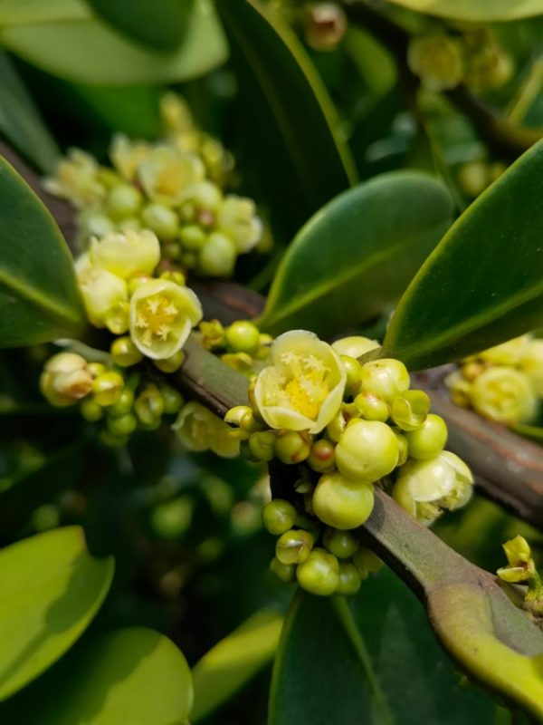 福木（Garcinia subelliptica）：圖片 2