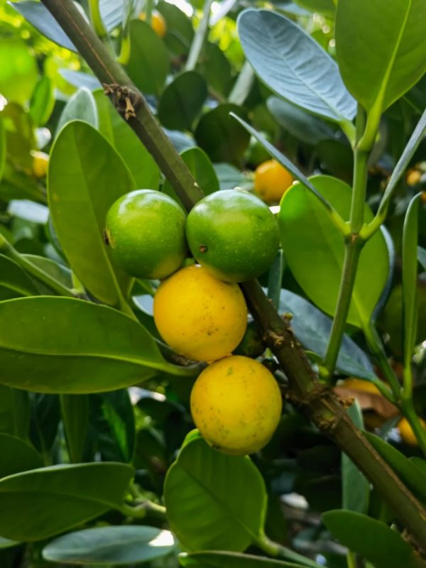 福木（Garcinia subelliptica）