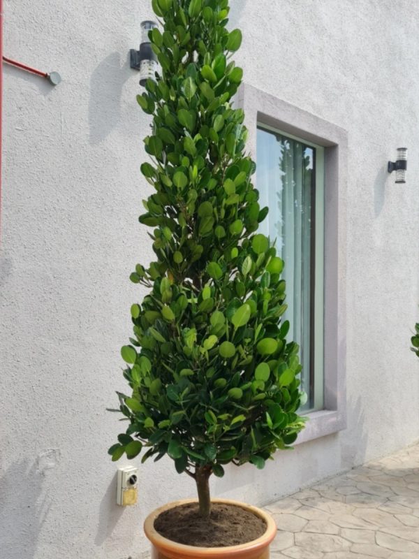 福木（Garcinia subelliptica）：圖片 3