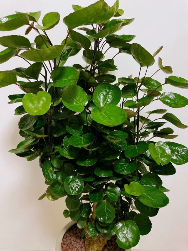 福祿桐（Polyscias fruticosa）：圖片 4