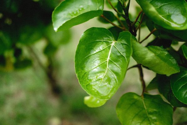 福祿桐（Polyscias fruticosa）
