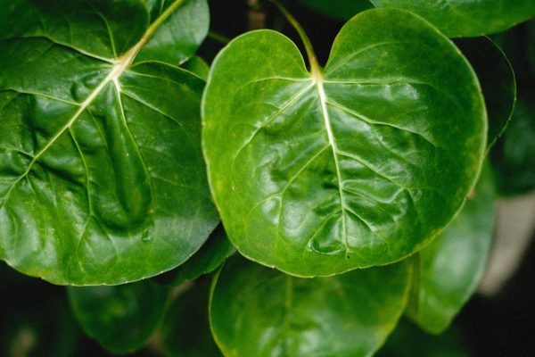福祿桐（Polyscias fruticosa）：圖片 2