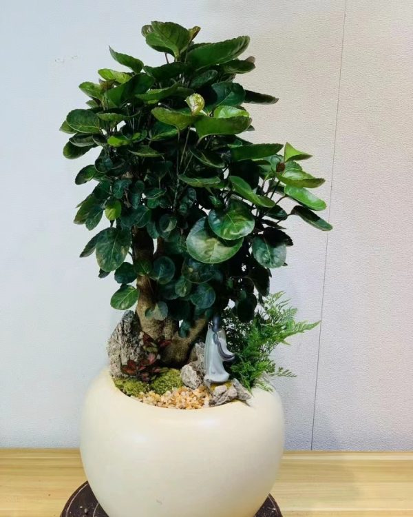 福祿桐（Polyscias fruticosa）：圖片 3