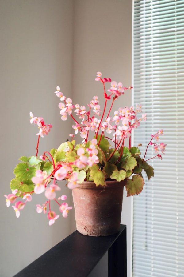 法國秋海棠（大王秋海棠、Begonia rex-cultorum）：圖片 3