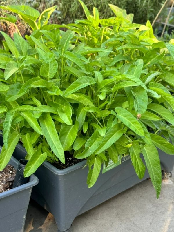 空心菜（蕹菜、Ipomoea aquatica）：圖片 3