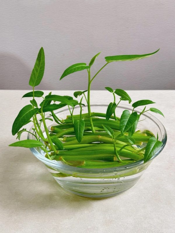 空心菜（蕹菜、Ipomoea aquatica）：圖片 2