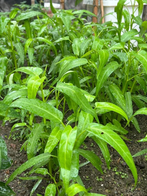 空心菜（蕹菜、Ipomoea aquatica）：圖片 4