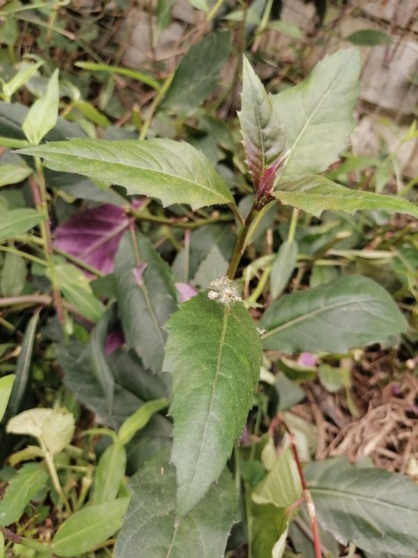 紅鳳菜（Gynura bicolor）：圖片 2