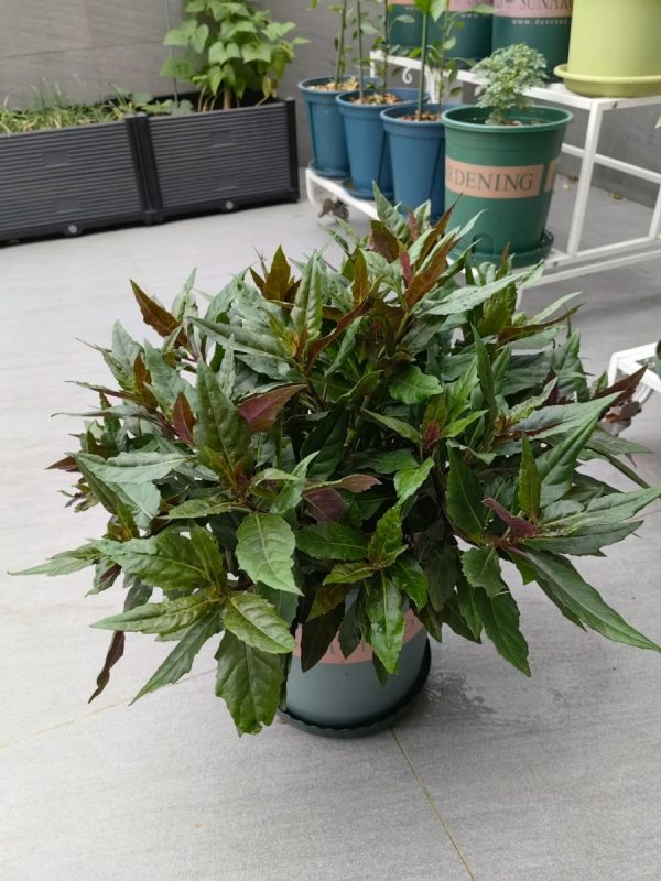 紅鳳菜（Gynura bicolor）：圖片 3