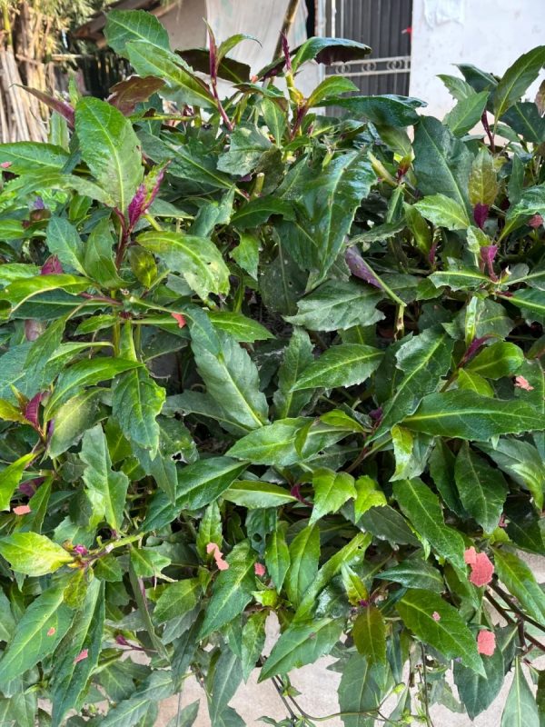 紅鳳菜（Gynura bicolor）：圖片 4