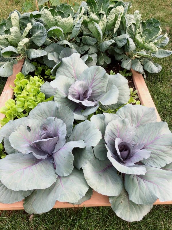 紫甘藍 （Red Cabbage）：圖片 4