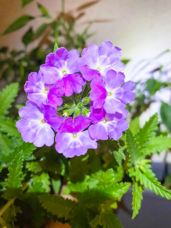 美女櫻（Verbena spp.）