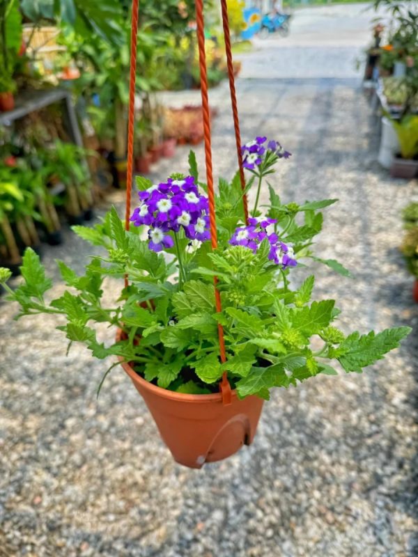 美女櫻（Verbena spp.）：圖片 3