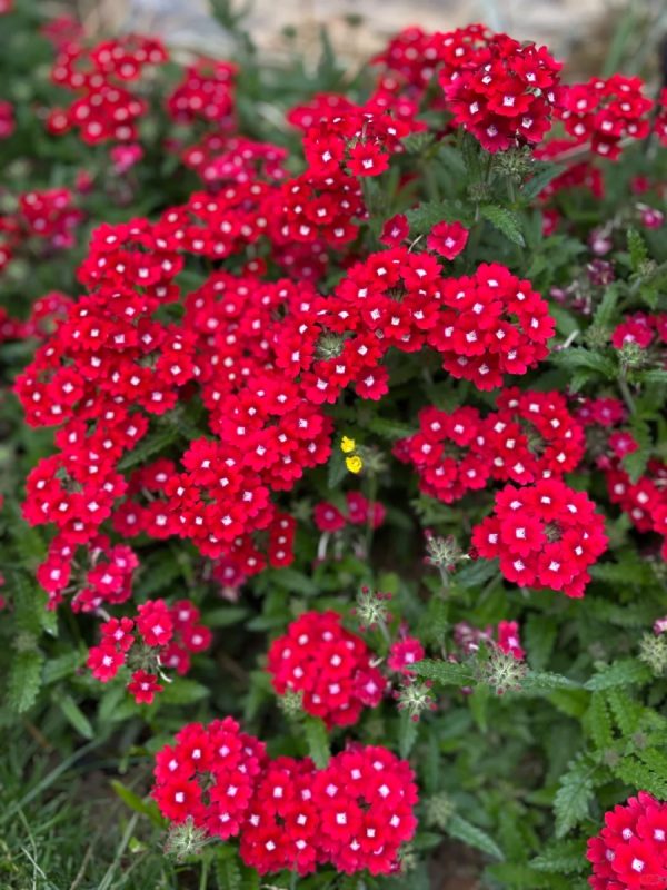 美女櫻（Verbena spp.）：圖片 4
