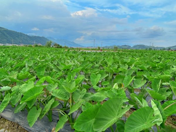 芋頭（Colocasia esculenta）：圖片 4