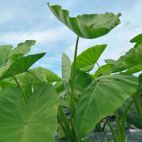 芋頭（Colocasia esculenta）