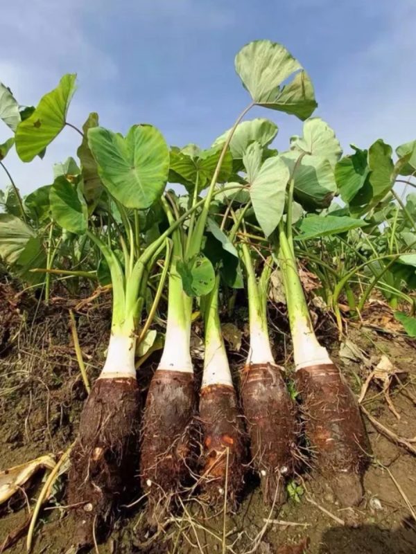 芋頭（Colocasia esculenta）：圖片 2