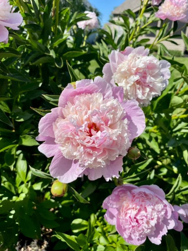 芍藥（Paeonia lactiflora）：圖片 2