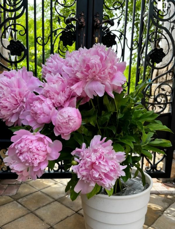 芍藥（Paeonia lactiflora）：圖片 3