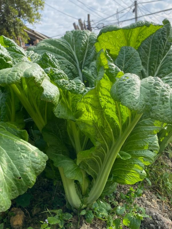 芥菜 brassica juncea）：圖片 3