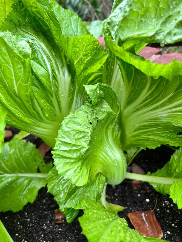 芥菜 brassica juncea）：圖片 2