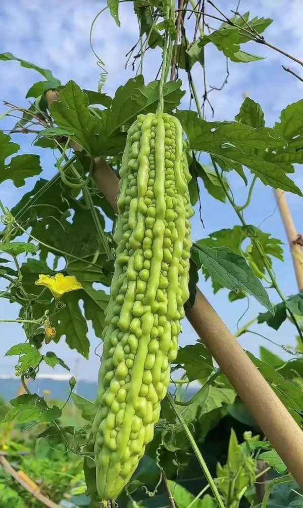 苦瓜（Momordica charantia）