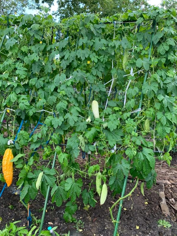 苦瓜（Momordica charantia）：圖片 4