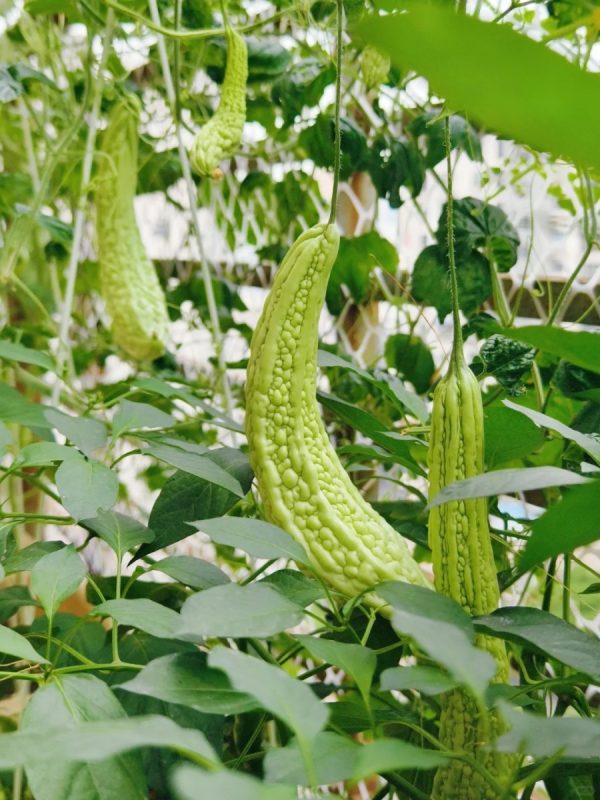 苦瓜（Momordica charantia）：圖片 2