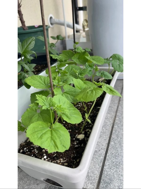 苦瓜（Momordica charantia）：圖片 3
