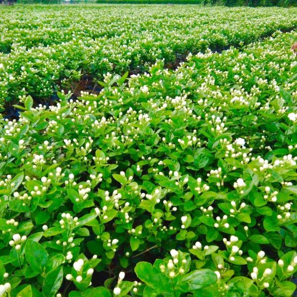 茉莉花（Jasminum spp.）：圖片 4