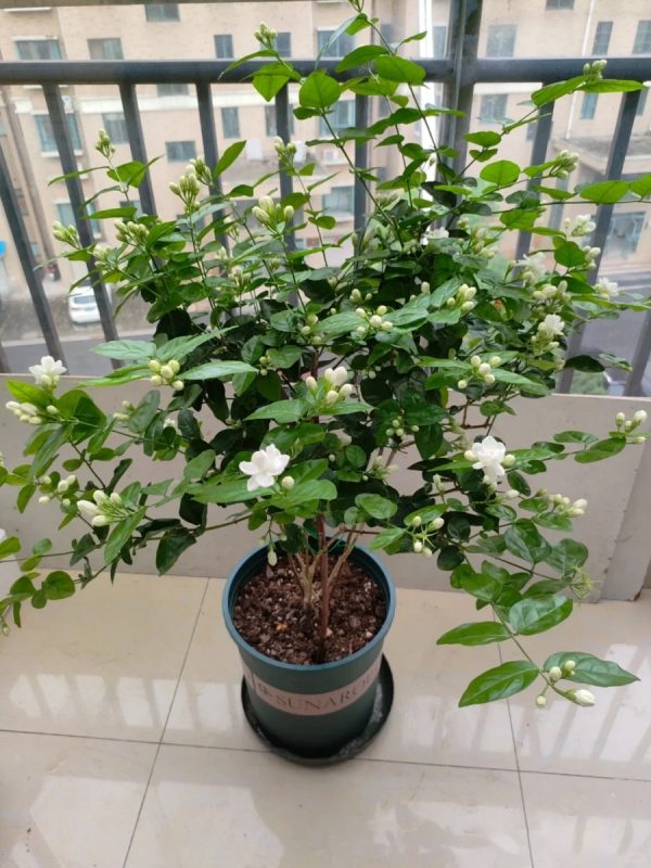 茉莉花（Jasminum spp.）：圖片 3