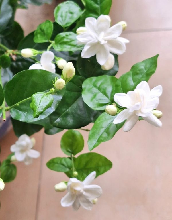 茉莉花（Jasminum spp.）：圖片 2