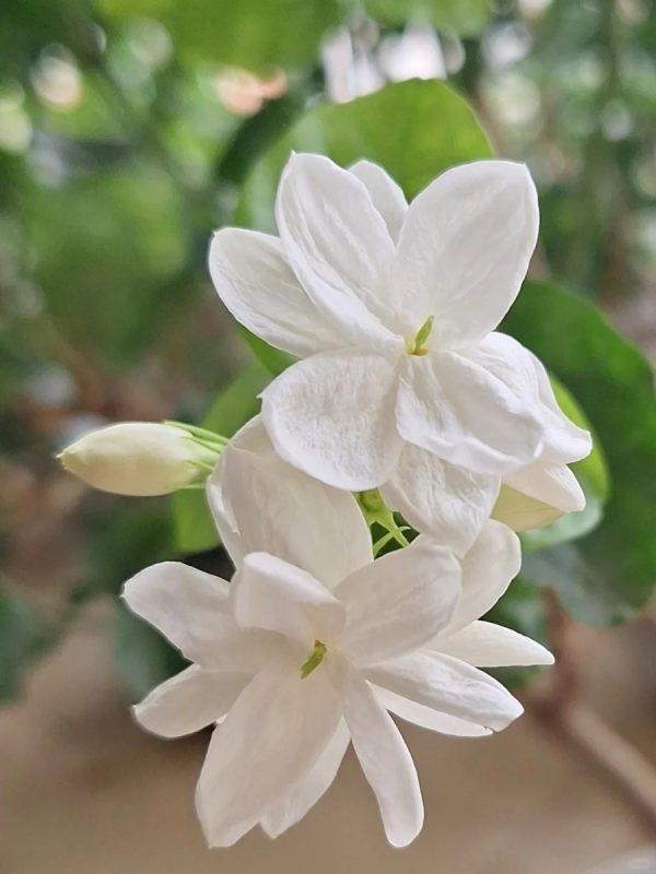 茉莉花（Jasminum spp.）