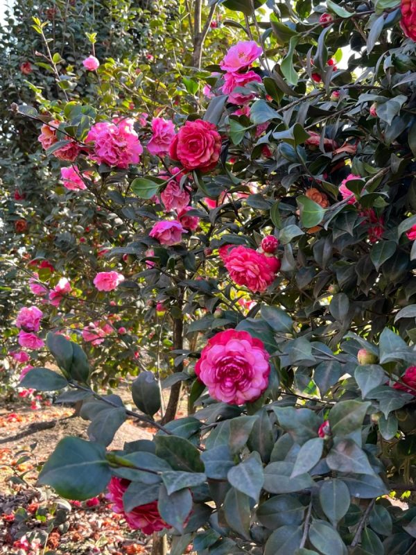 茶花（山茶花、Camellia japonica）：圖片 4