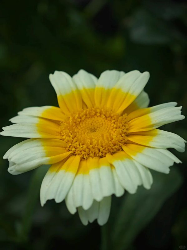 茼蒿（茼蒿菊、Tong Ho）