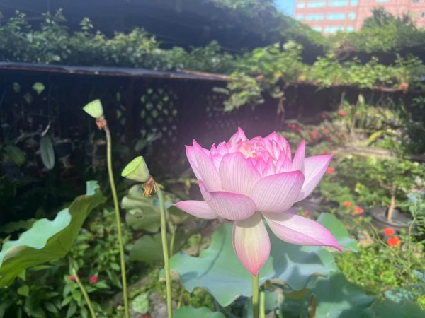 荷花（Nelumbo nucifera）：圖片 2
