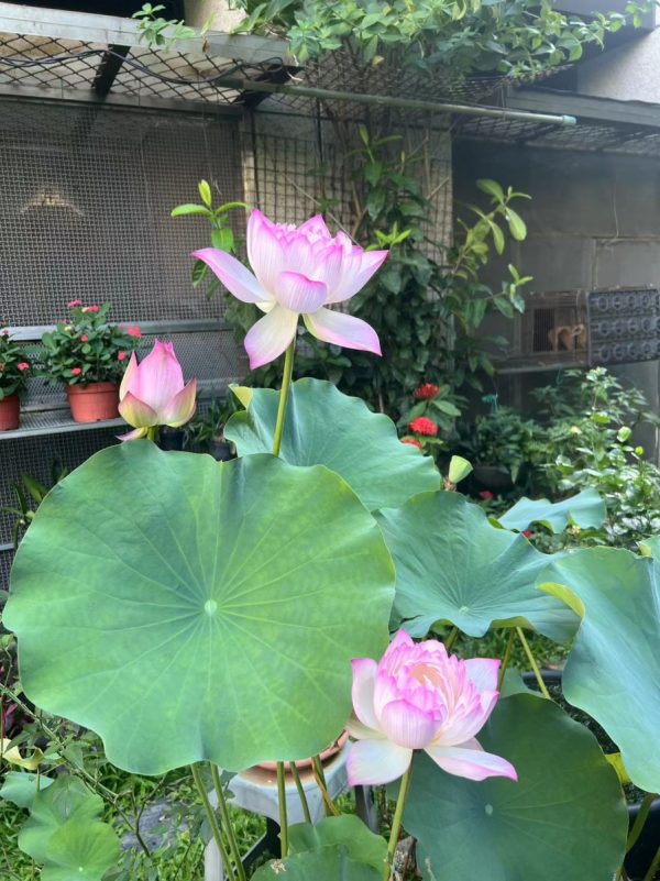 荷花（Nelumbo nucifera）：圖片 3